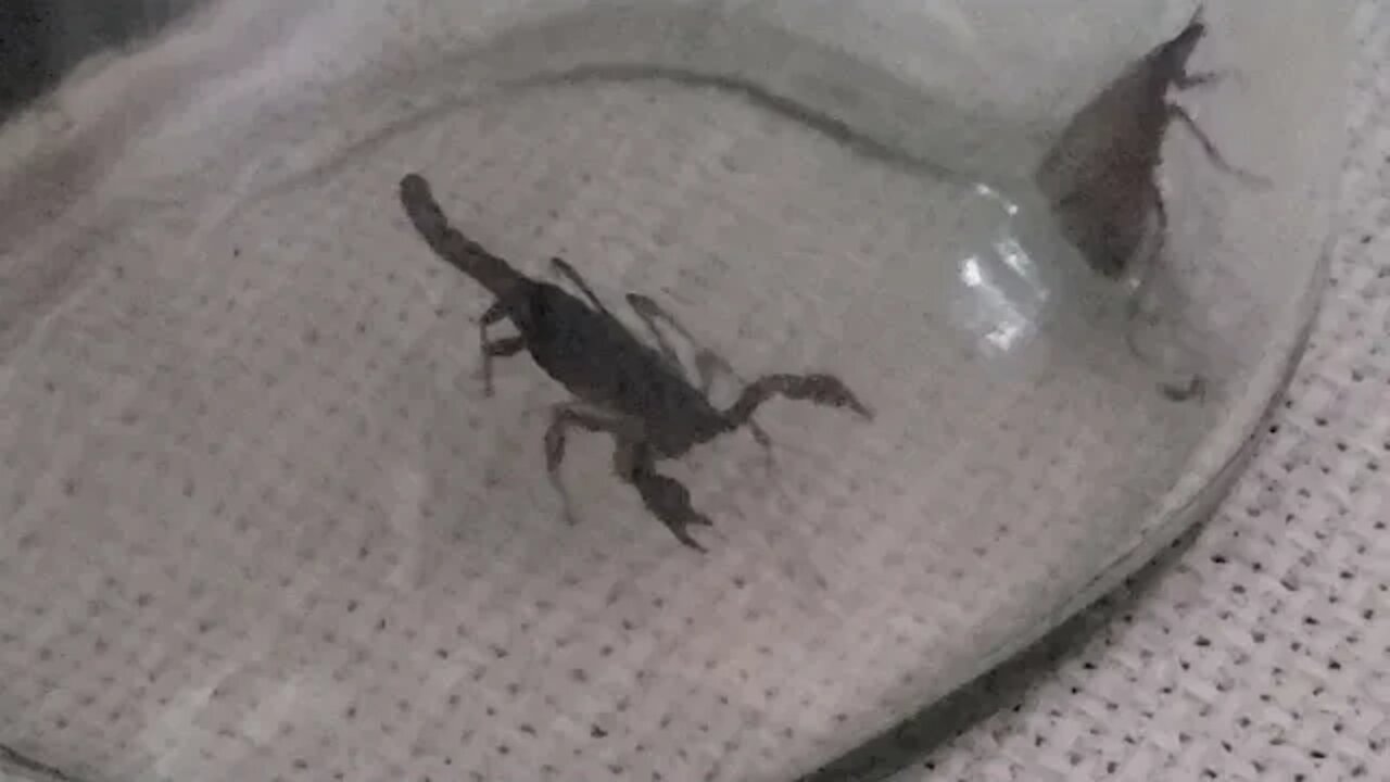 🦂 Escorpião Preto Atacando Besouro - Encontrei o Escorpião Em Casa e Coloquei num Pote de Vidro.