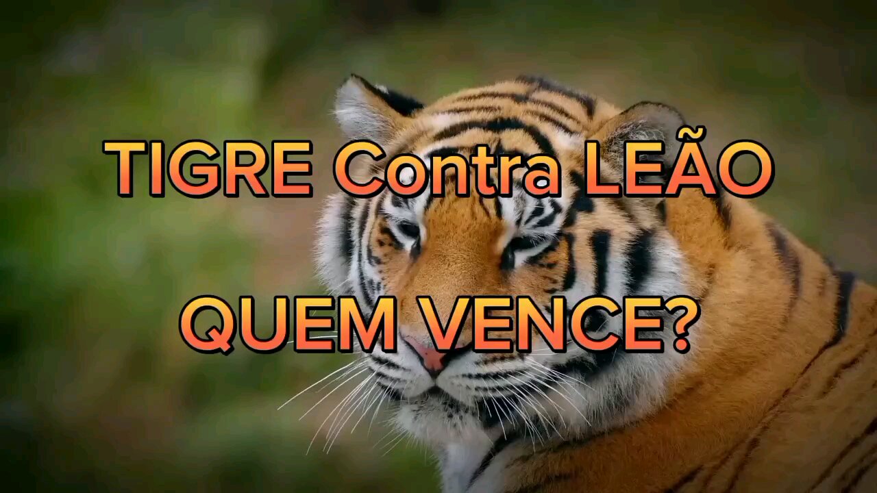 BATALHA QUEM GANHARIA UMA LUTA TIGRE OU LEÃO?