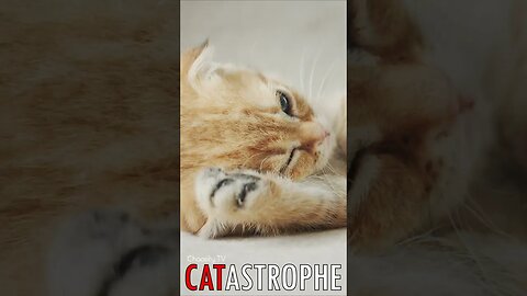 😼 #CATASTROPHE - Restful Kitten 🐈