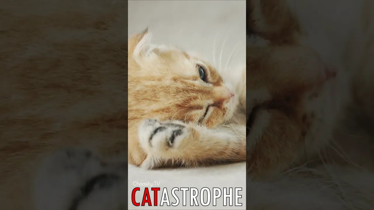 😼 #CATASTROPHE - Restful Kitten 🐈