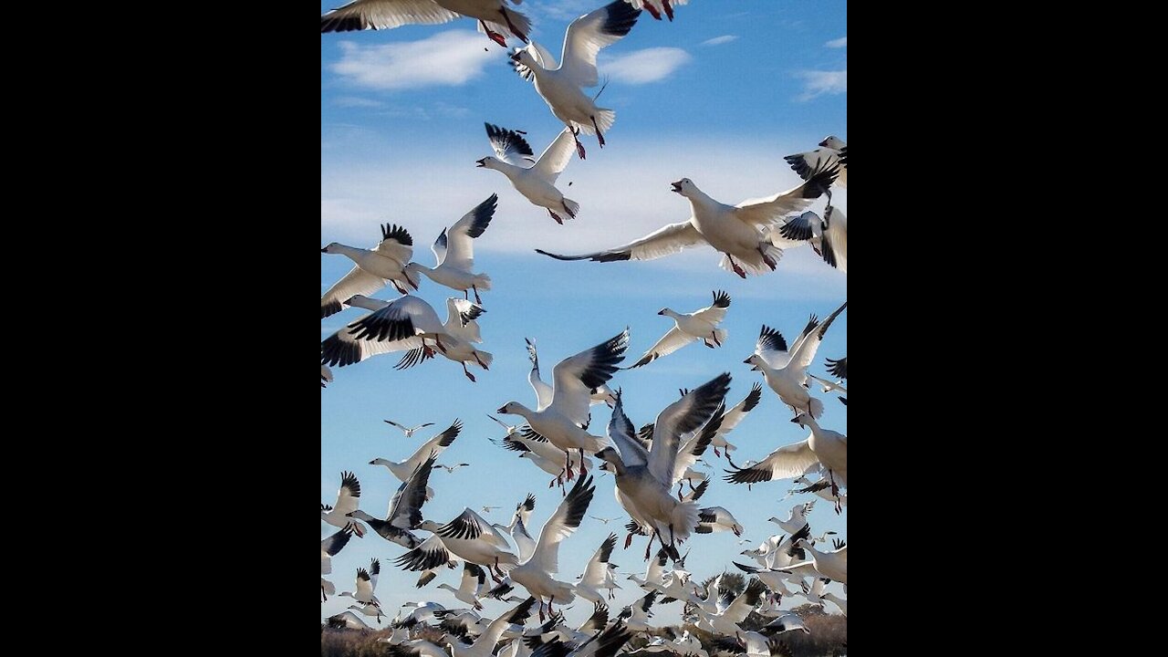 Snow geese migrate here in the fall through early spring.