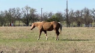 Horses Using The Wind To Find Food - Buddy Boy Uses His Nose To Find Hay