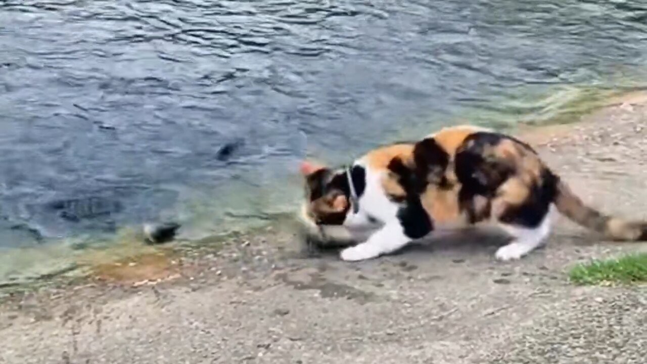 Cat Catching Fish 🐟.