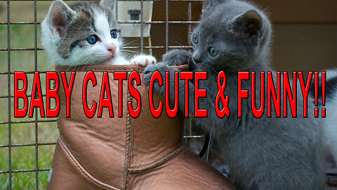 Baby Cats Cute and Funny!! #4