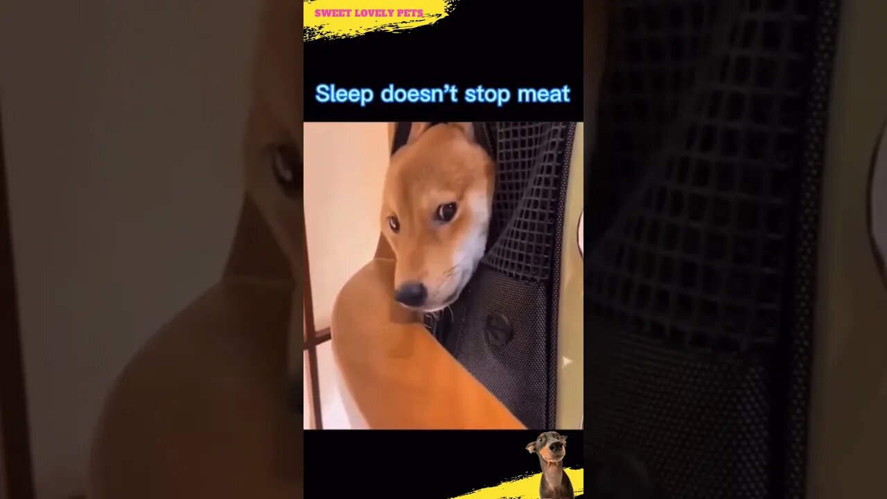 🐶 🥩 Funny Feed the Dog #Short