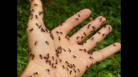 This video will show you how to send ants to hell quickly and safely and easily and inexpensively