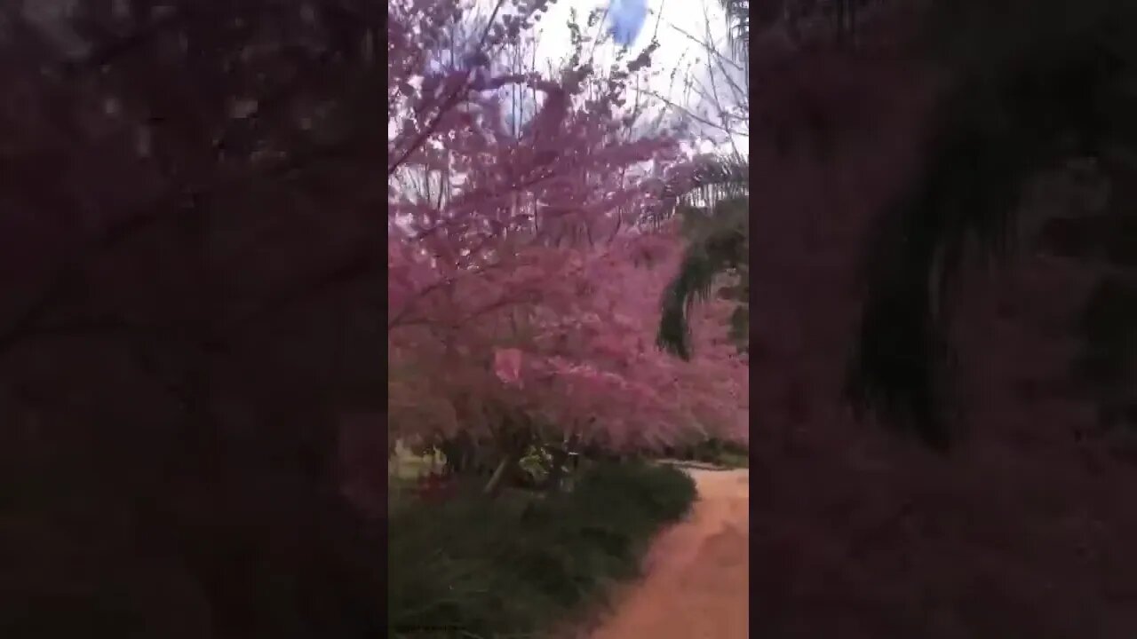 Cerejeiras em Pedra Azul 2022