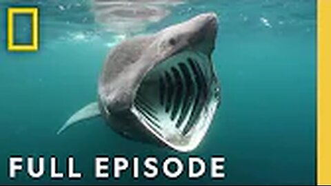 Shark Attack: Jaws Invasion SPECIAL (Full Episode) | Jaws Invasion