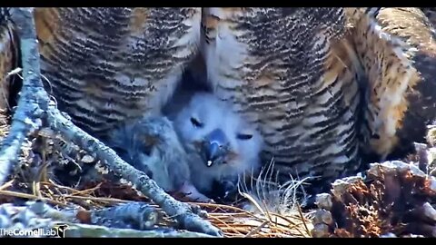 Mom and Her Owlet Share Lunch 🦉 2/26/22 12:38