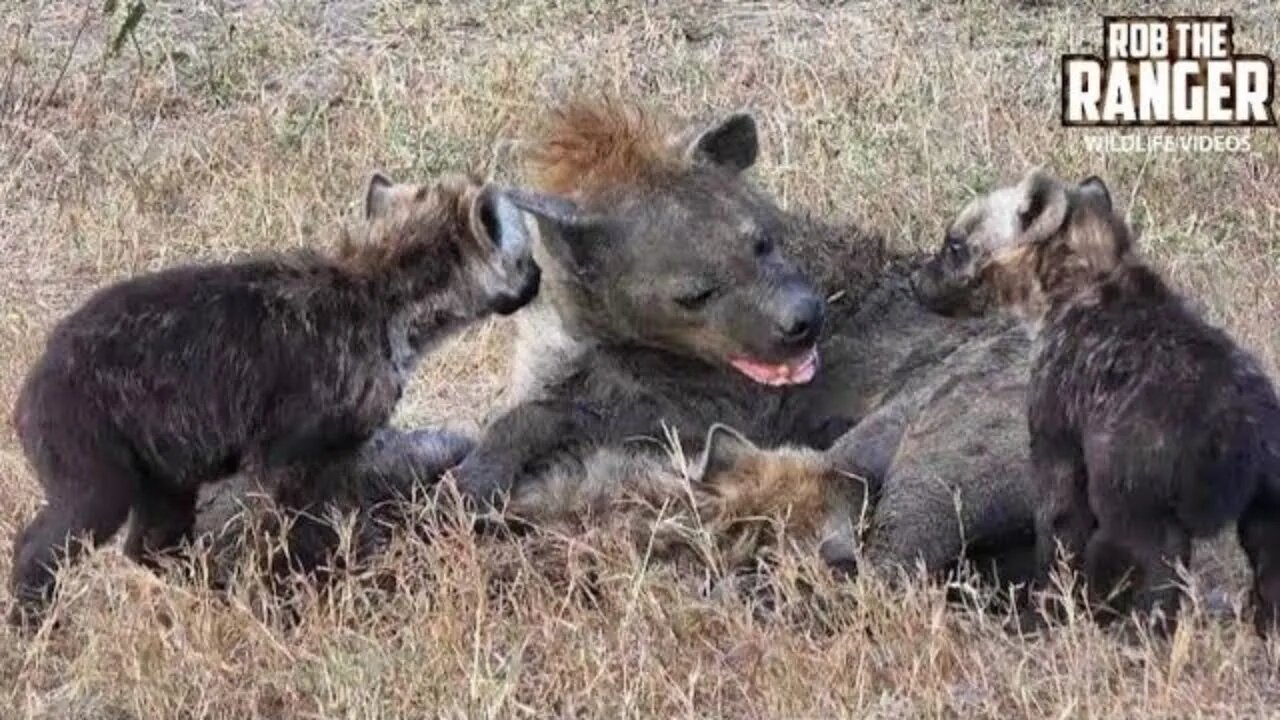 Active Hyena Den In Kenya's Maasai Mara | Zebra Plains