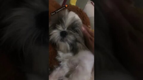 Shih tzu Bella is sleepy