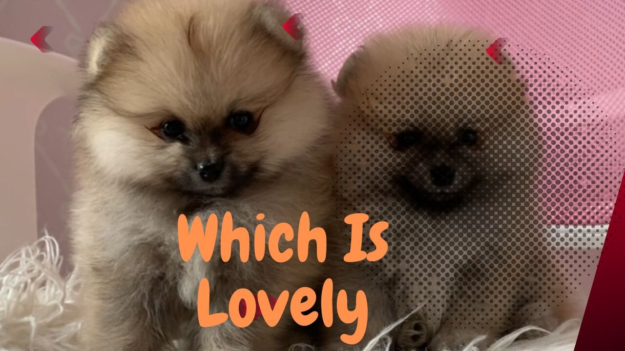 Which Puppy Is Lovely