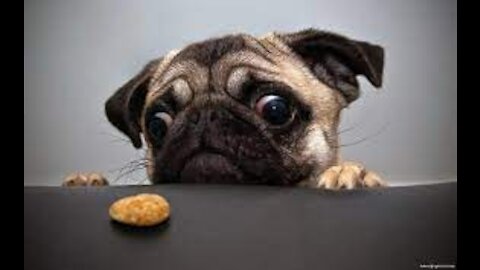 Funny Dog Videos 😉 It's time to LAUGH with Dog