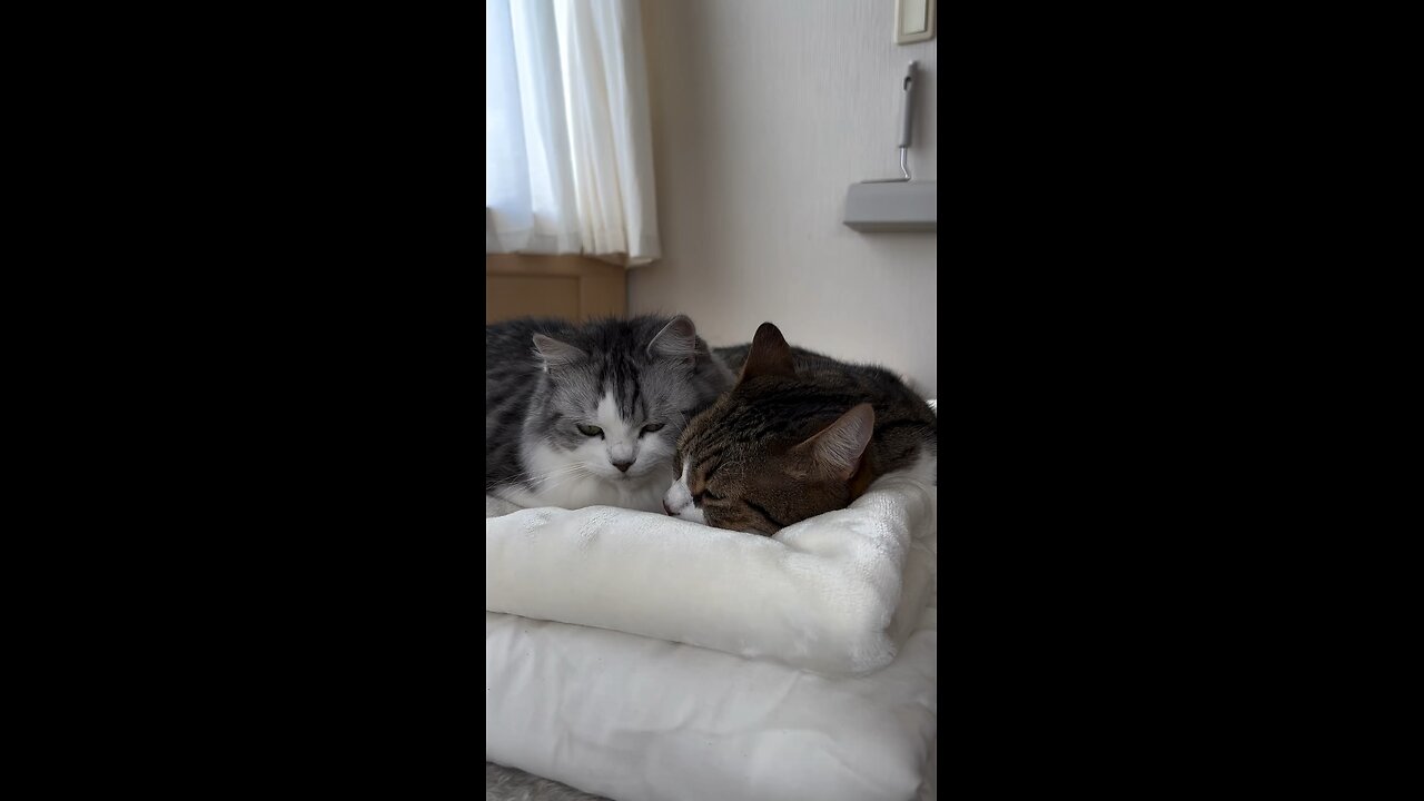 Cats cuddle in adorable morning routine!