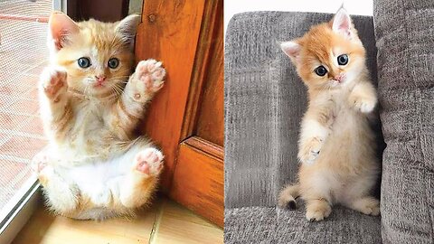 Very cute & funny Cat🐈 compilation_funny Cat😹🤣