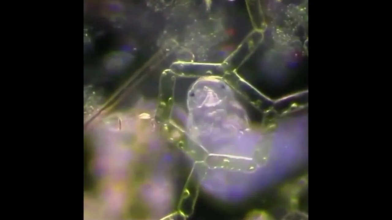 Microscopic Tardigrade