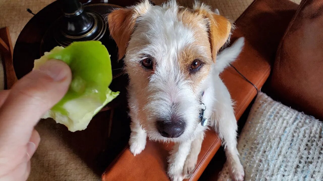 Ares jack russell terrier takes apples 🍏🍎