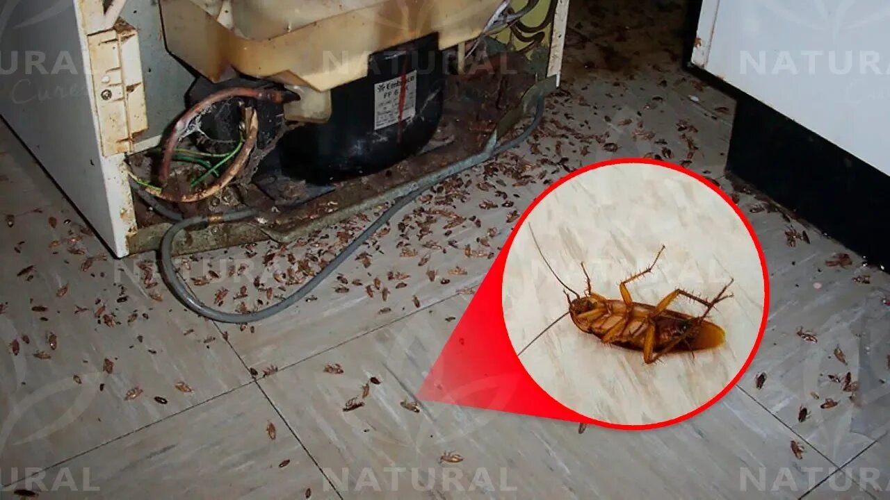 How to Get Rid of Roaches for Good (Fast & Naturally)