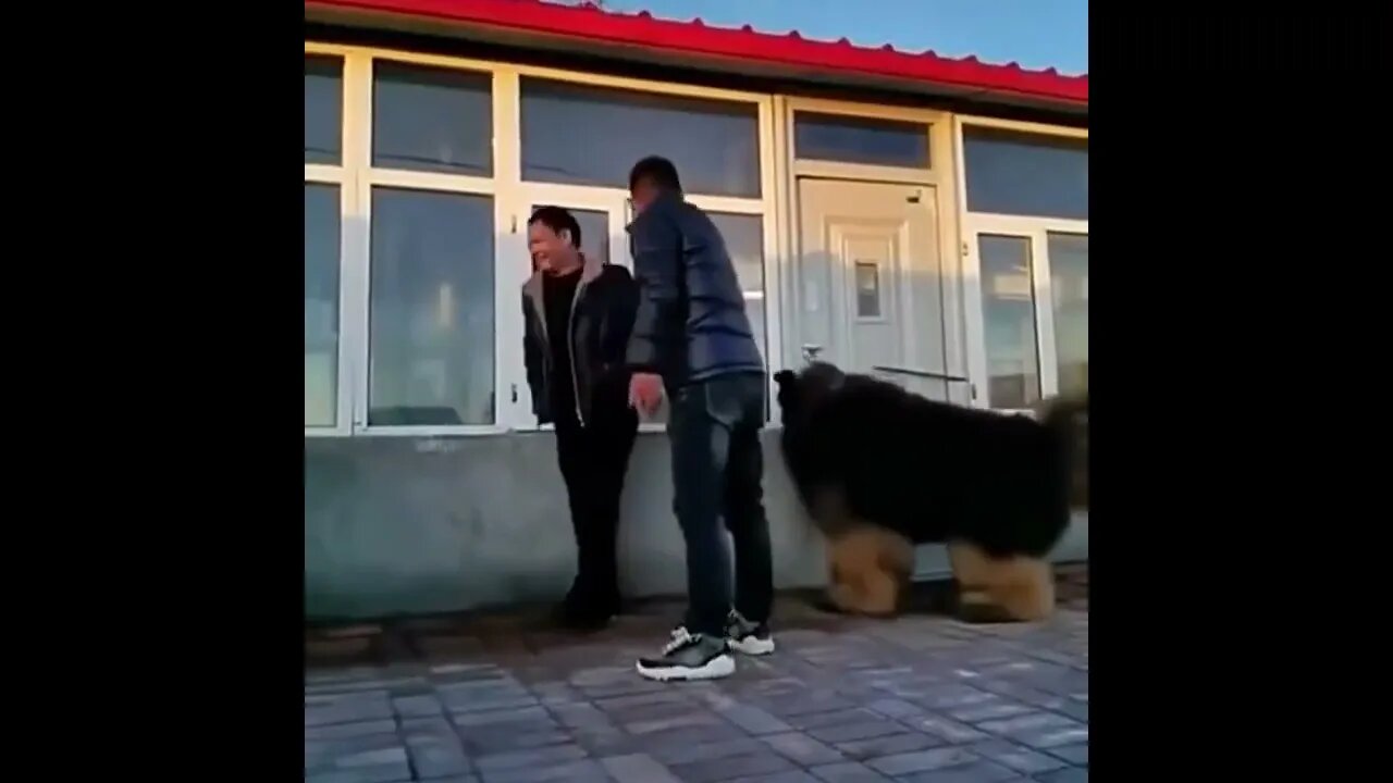 Excited little puppy.. 😊 #Shorts