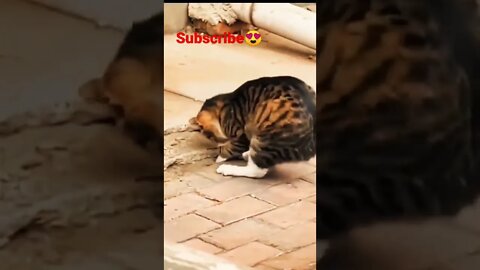 Cat Catch Mouse | #reels #shorts #cat #funny