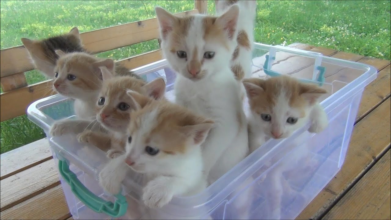 Kittens meowing (too much cuteness) All talking at the same time.