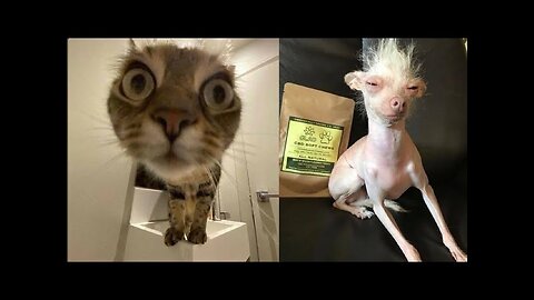 Best Funny Animal Videos Of The 2023 🤣 - Funniest Cats And Dogs Videos 😺😍