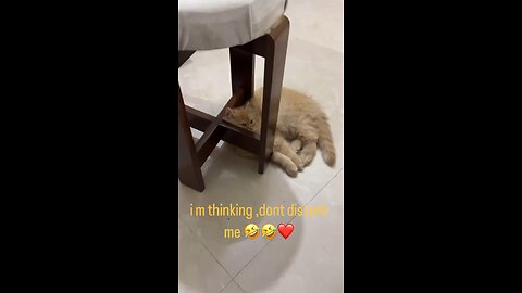 Dont disturb me|Funny kitten🤣🤣