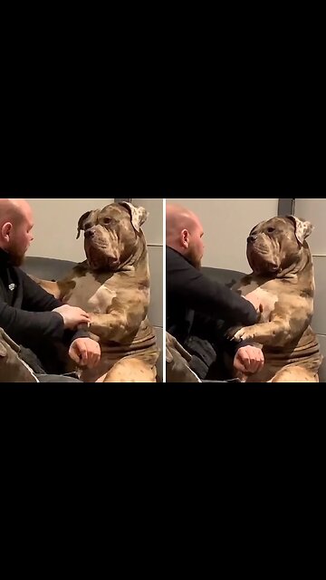 Gigantic doggy shows how gentle he really is