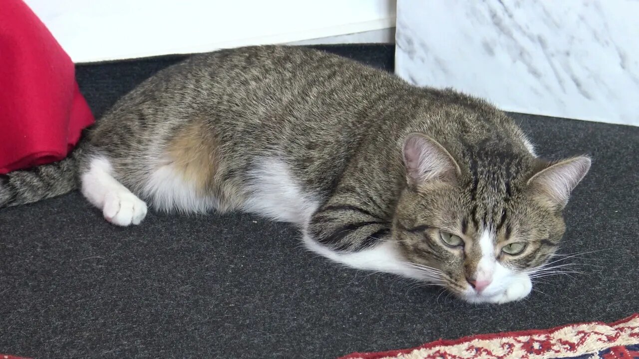 Sleepy cat Is Sitting on the Floor
