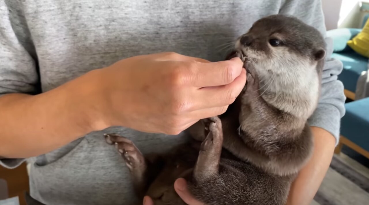 The charm of otter is super cute