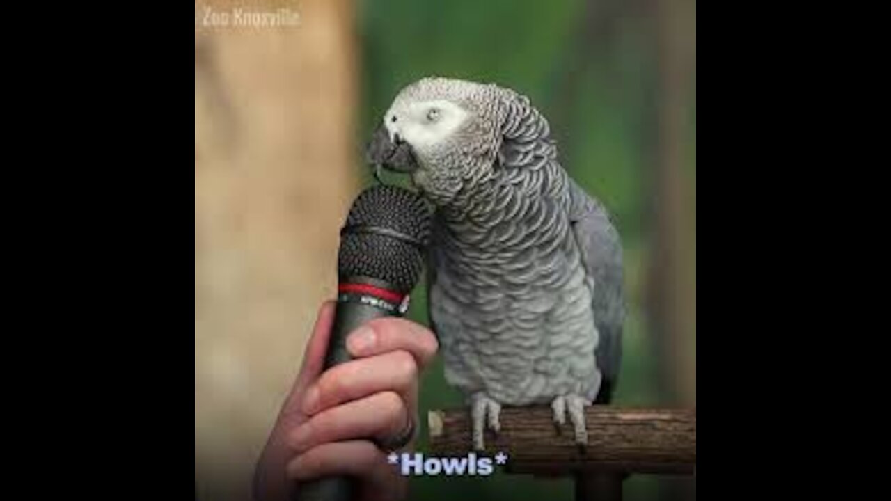 Watch a parrot speak, but loves to imitate a cat