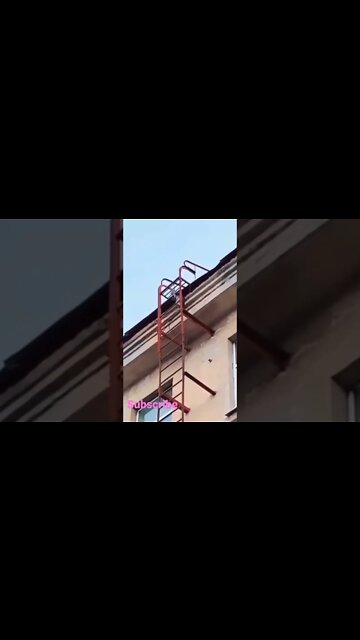 funny viral 11/ funny cat