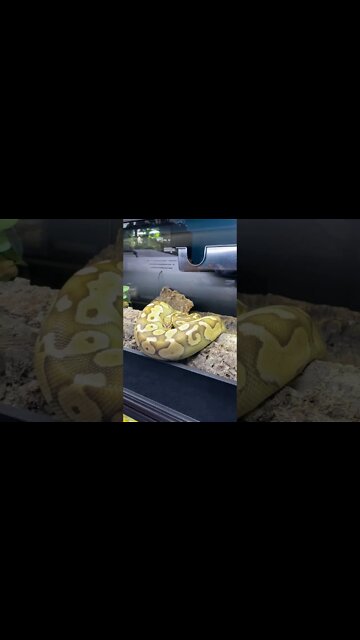 Cute Ball Python Fell Asleep Out in the Open (Ball Python Short) #ballpython #cutesnake