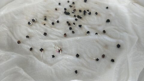 Germinating Silverbeet Seed With H2O2