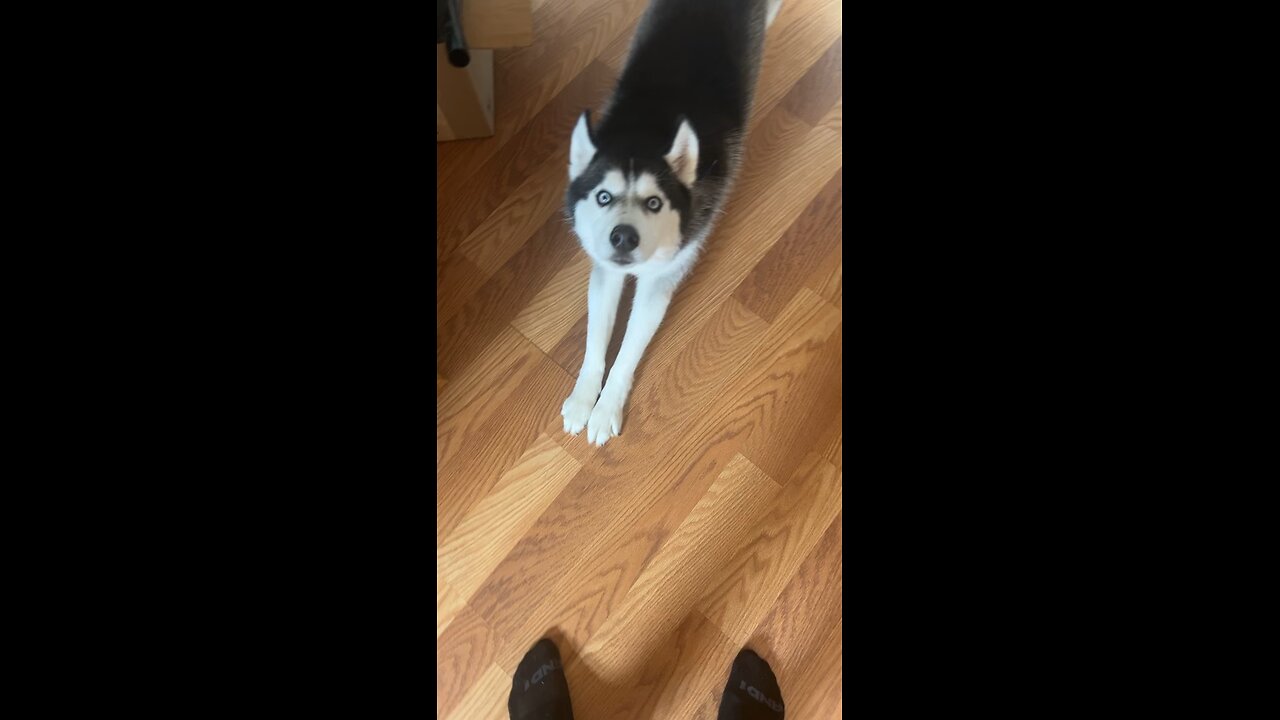 Siberian husky shakes my hands