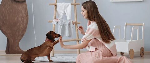 Train Your Dogs And Cats