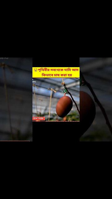 Most Expensive Mango Harvesting Bangla