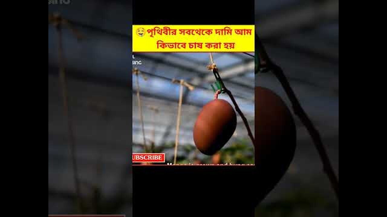 Most Expensive Mango Harvesting Bangla