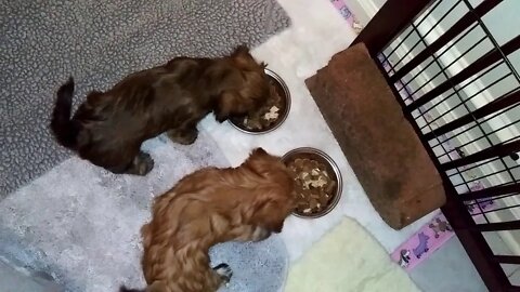 H Litter - Maturing Nicely(3)