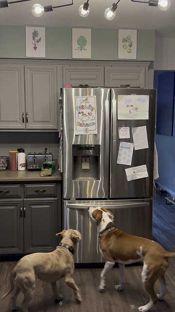 Clever Dog Helps Himself To Ice Cubes