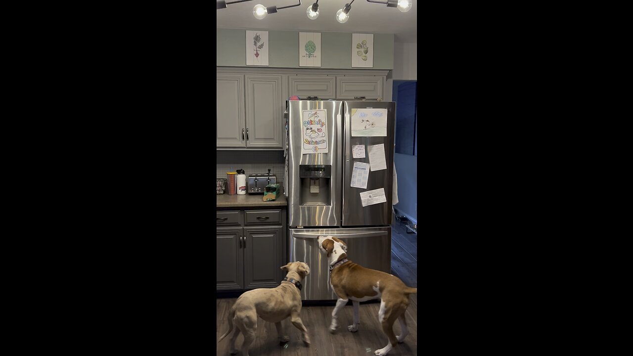 Clever Dog Helps Himself To Ice Cubes