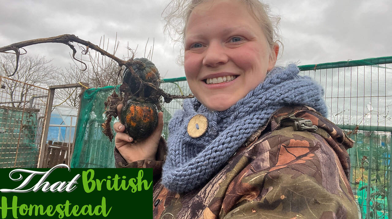 The SNOW is GONE: What survived in my allotment garden after the BLIZZARD!