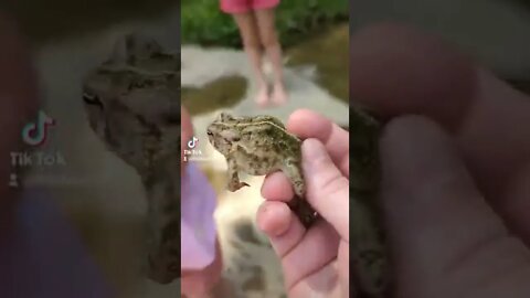 Opie Loved This Frog!!!