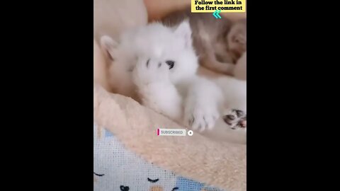 cute cat videos 😹 funny videos 😂 676 😻 #shorts #shortsfunny #cutecat #catvideos #catsfood #catscare