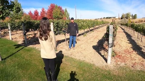 Warm October weather helps local grape growers reach harvest