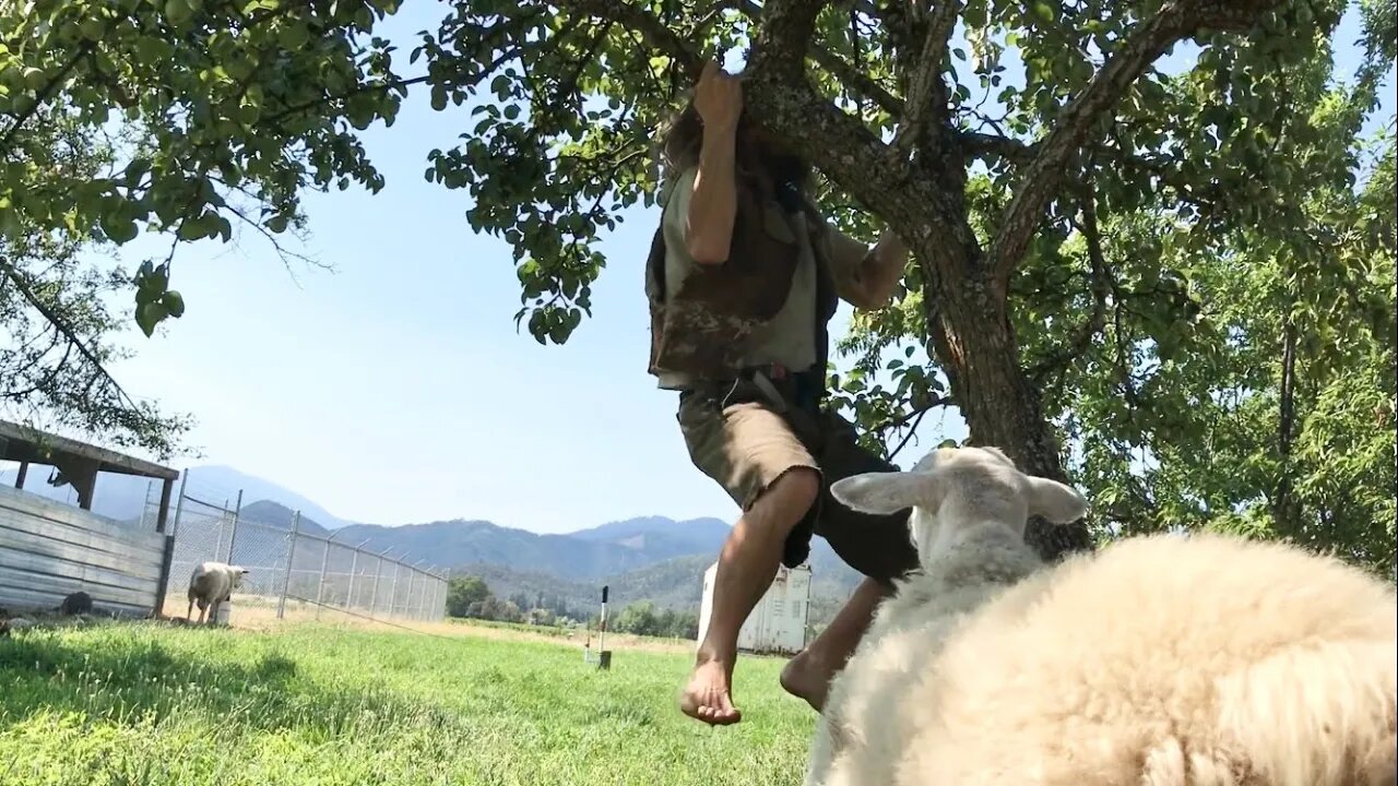 Shredded shepherd’s non-routine workout đŸ˜‚