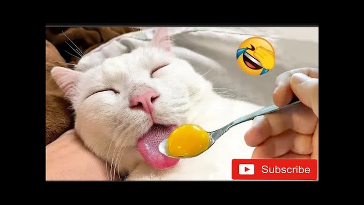 Funny animal Video