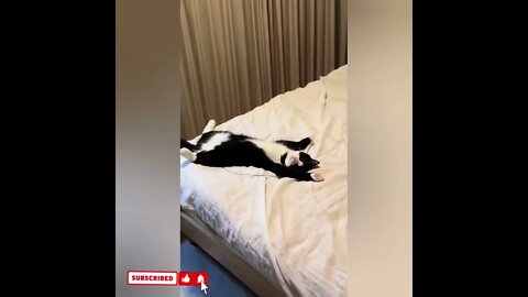 cute cat videos 😹 funny videos 😂1733