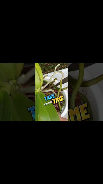 🔪 Knife 🔪 SKILLS & Orchids 🪴 Release Orchid Roots from Pot Rim SAFELY #toptips #ninjaorchids #shorts