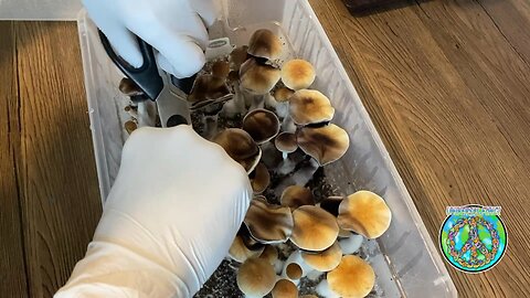 Cambodia Harvest 1st Flush